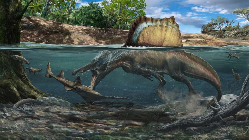 This illustration shows a spinosaurus hunting a large underwater sawfish.