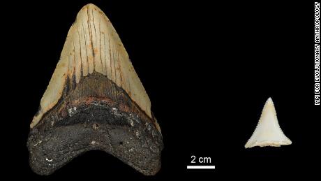 Fossil teeth revealed that the Great Egg may have wiped out the largest shark ever