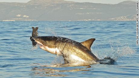 Has the great white shark really disappeared from the waters of Cape Town?