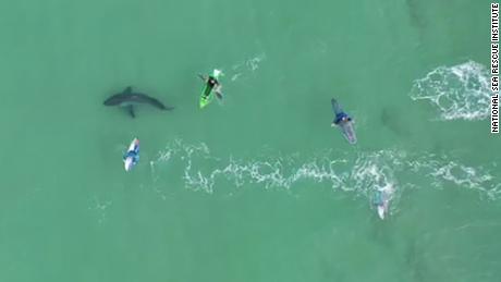 Surfers' drone video shows  Very close encounter with the great white shark  