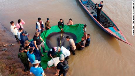 Cambodian and US scientists and officials measure a giant freshwater ray on June 14 in Cambodia's northeastern province of Stung Treng. 