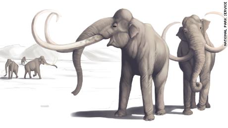 This illustration depicts what a mammoth looked like thousands of years ago.