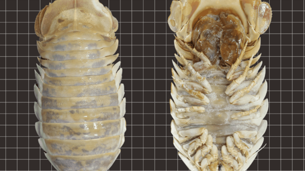 A huge deep-sea insect - Er, Isopod - has been discovered in the Gulf of Mexico