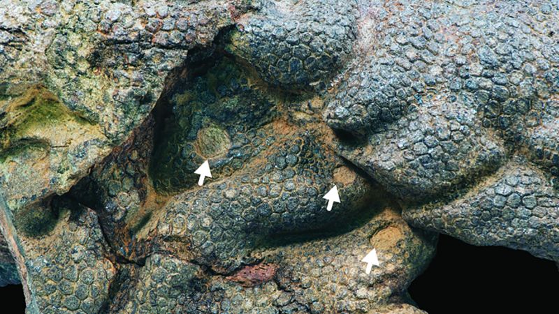 Mummified dinosaur skin creaks by ancient crocodiles