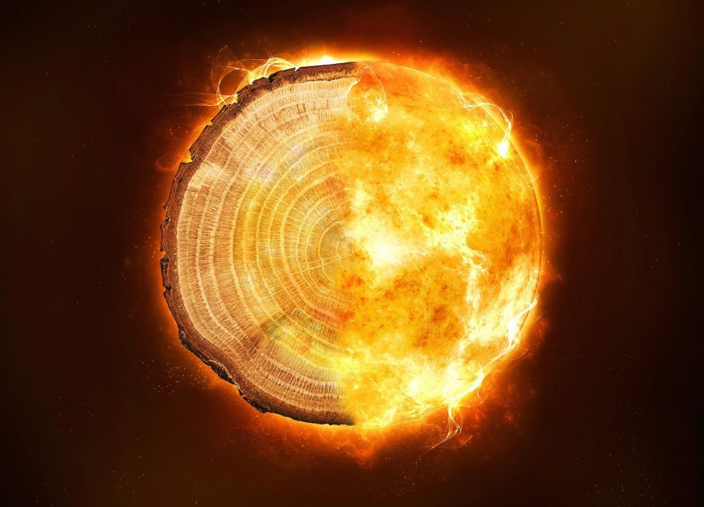 Tree rings offer insight into mysterious and devastating radiation storms
