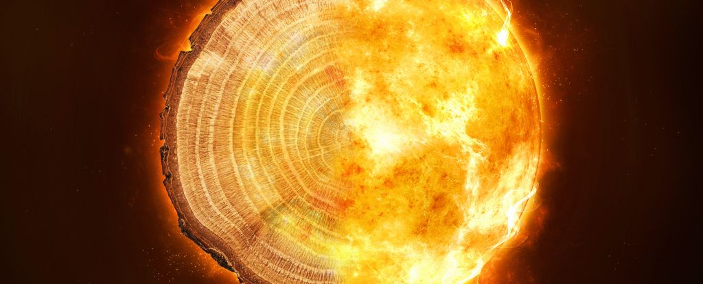 Tree rings chronicle a mysterious cosmic storm that strikes every thousand years: ScienceAlert