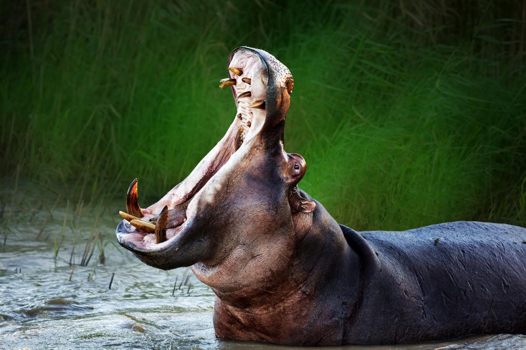 A hippopotamus swallows and excretes a two-year-old boy in Uganda