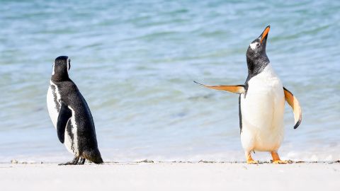Jennifer Hadley captured this photo of a Magellanic penguin (left) and a Gentoo penguin in the Falkland Islands.